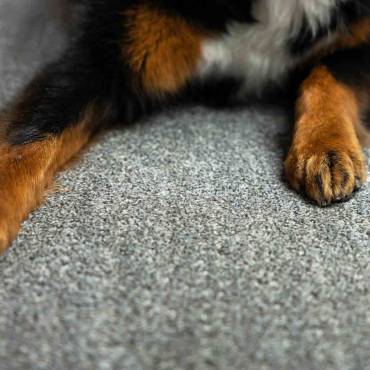 Pets Carpet Manufacturers in Belgium